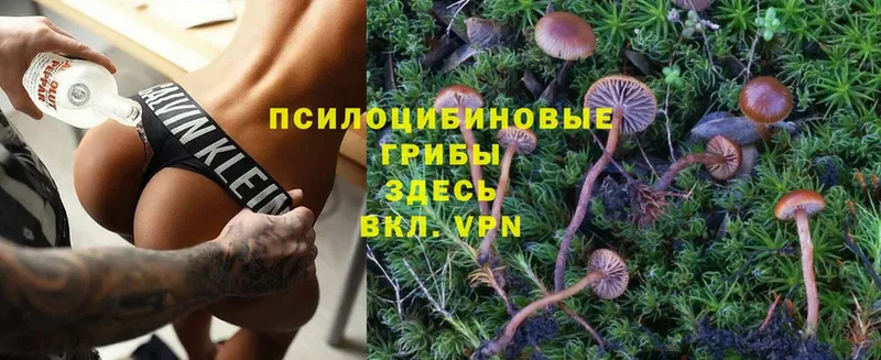 где можно купить   Мосальск  Галлюциногенные грибы Magic Shrooms 